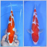 KOHAKU GINDRIN 31CM