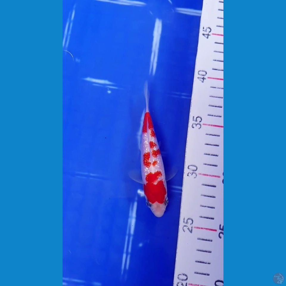 Ginrin kohaku full "SQ" 12cm