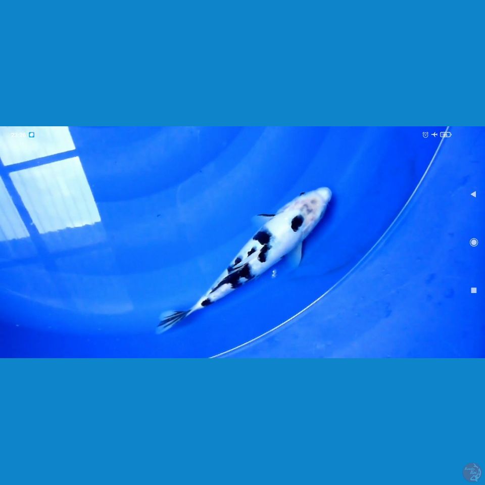 bekko 20cm