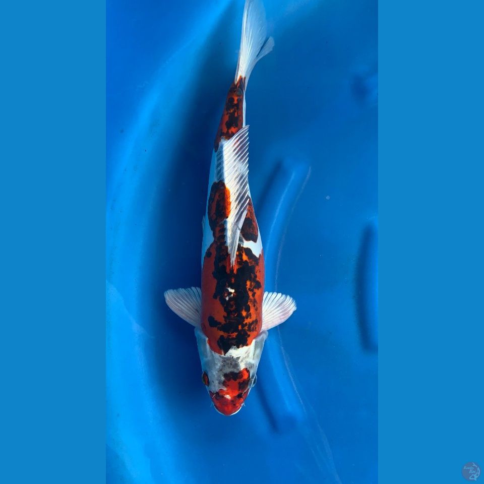 Sochikubai Male 45Cm