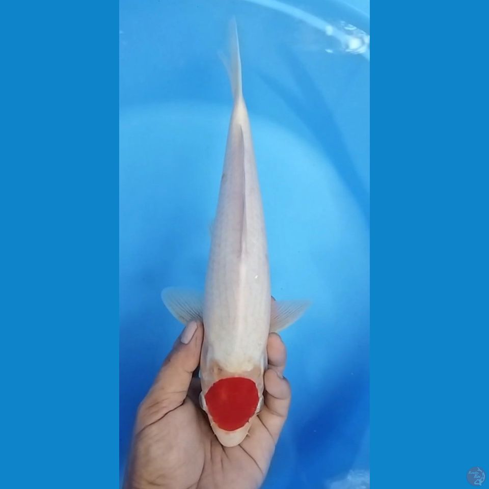 TANCHO KUHAKU M 34CM