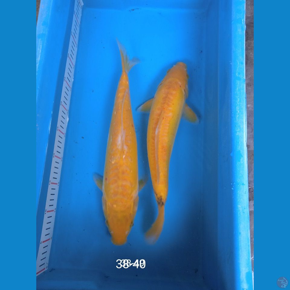 ayawakaba 38-40cm