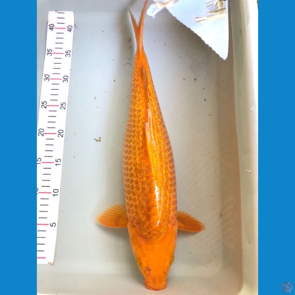 karamel 43cm