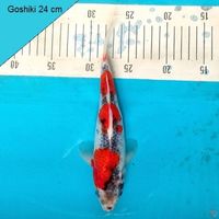 Sandan Goshiki 24cm