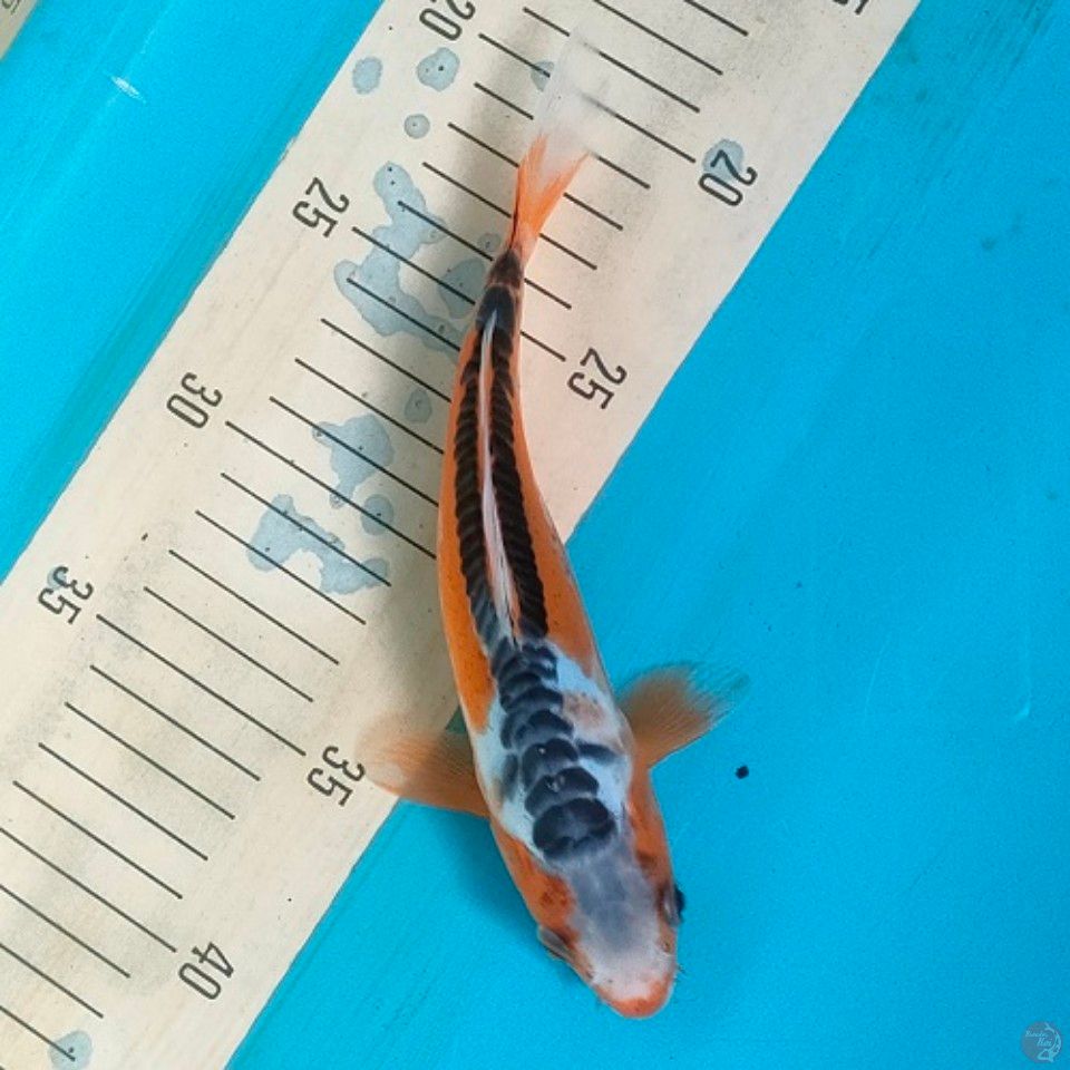 Shusui Tanduk 21cm