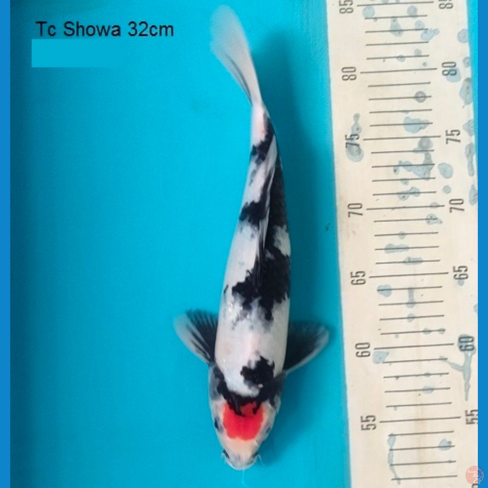 showa 32