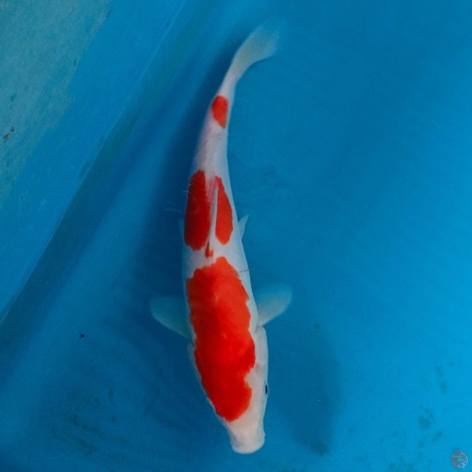Sandan kohaku 29cm