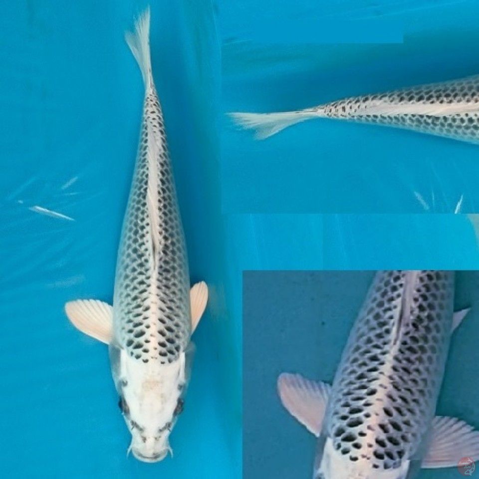 Matsuba Jaring Rapih 27cm