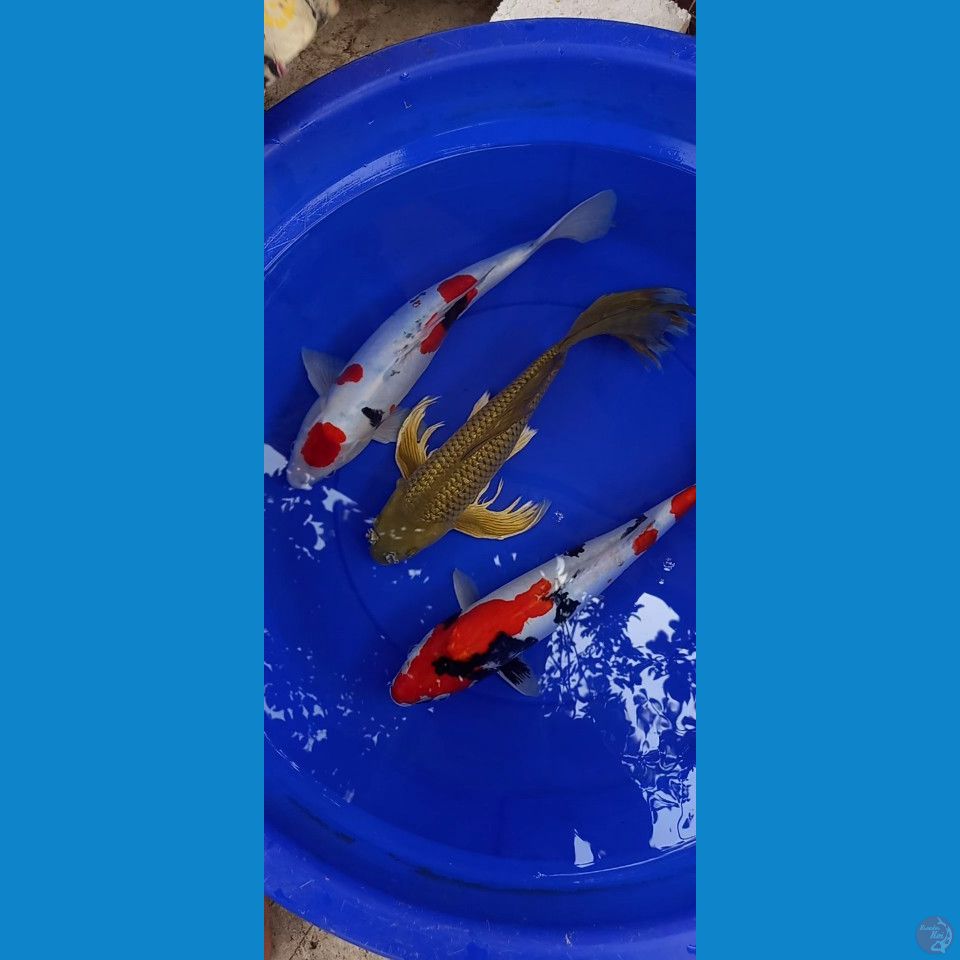 jumboan all malee 42cm
