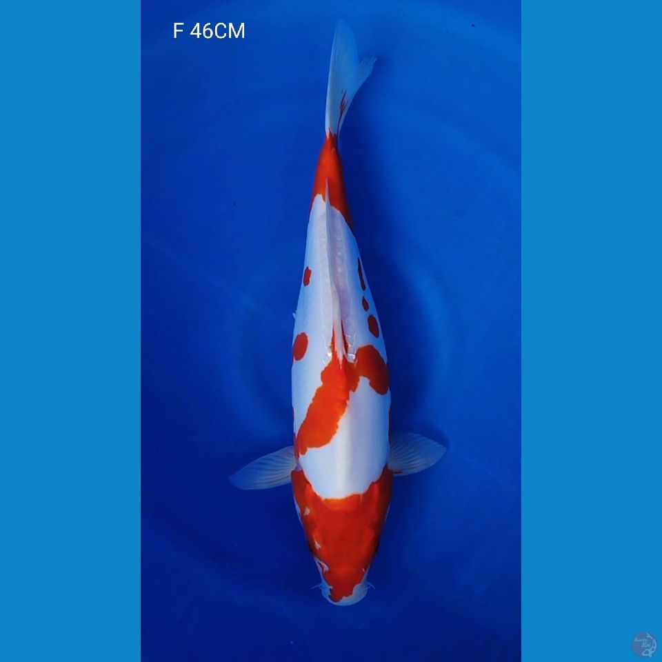 KI KHUSUI F46CM