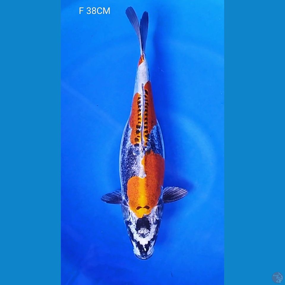 KIKO F 38CM
