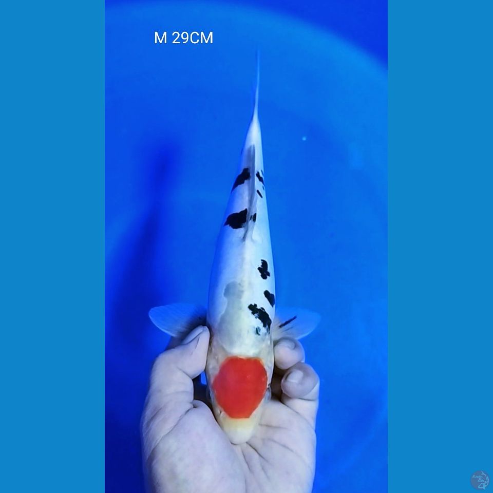 TANCHO SANKE DOITSU M 29CM