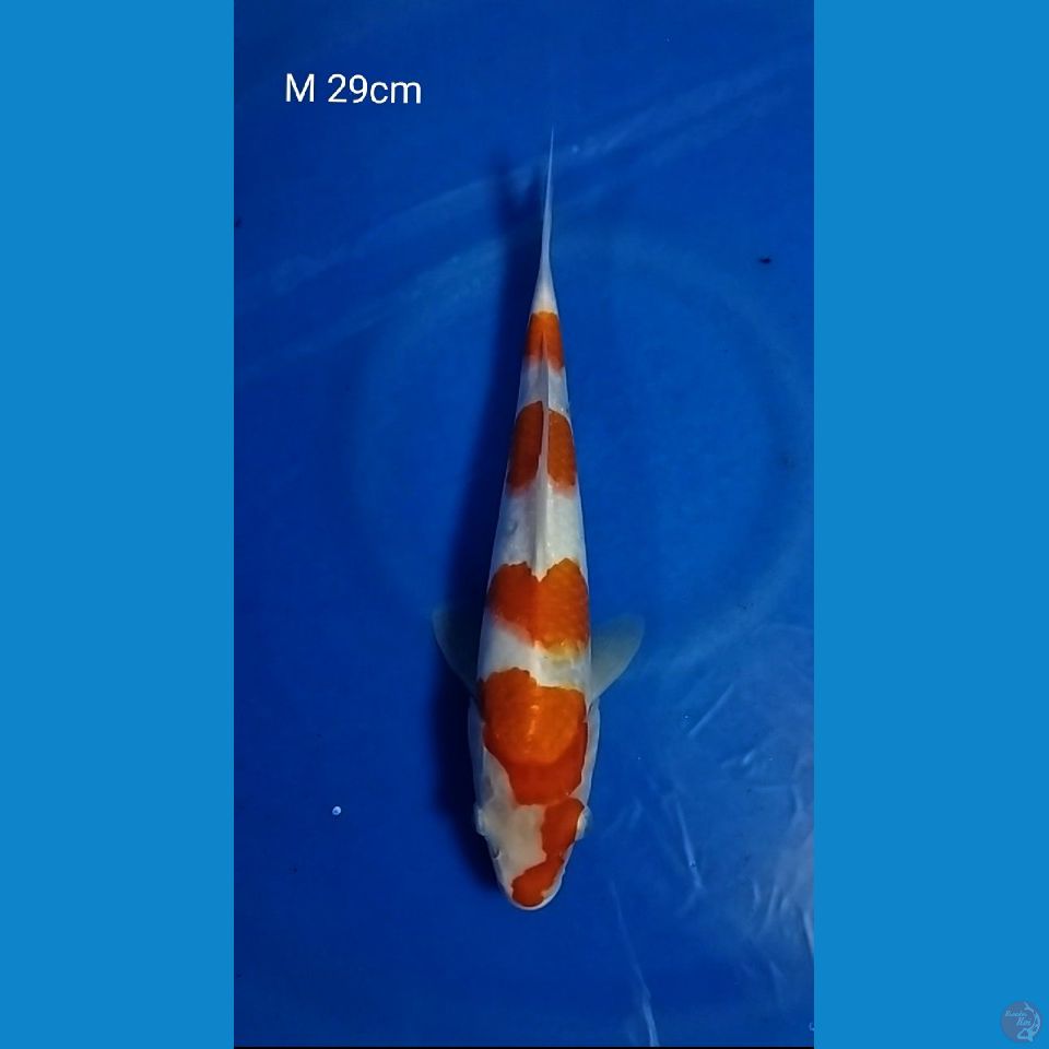5 STEP KOHAKU M 29CM
