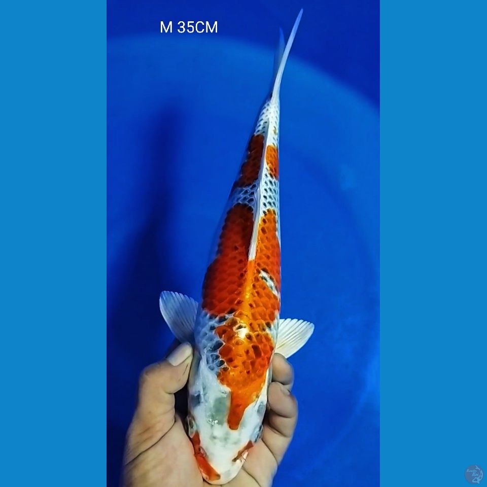 F 35CM KUJAKU