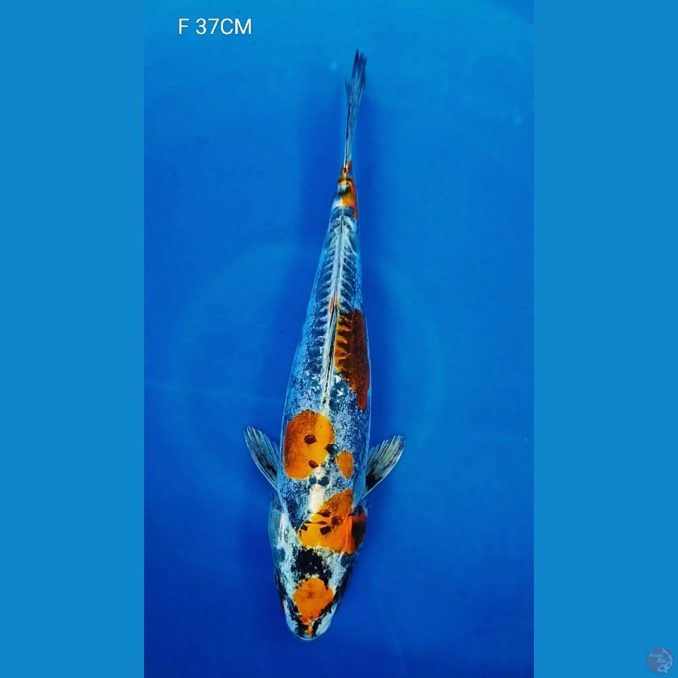 F 37CM