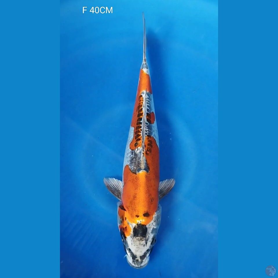 F 40CM KIKO