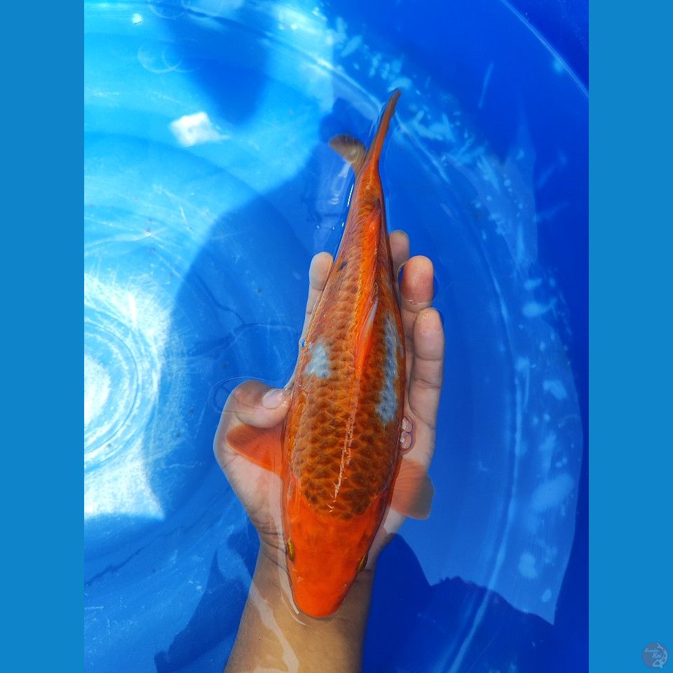 SABIKOYO 30 cm