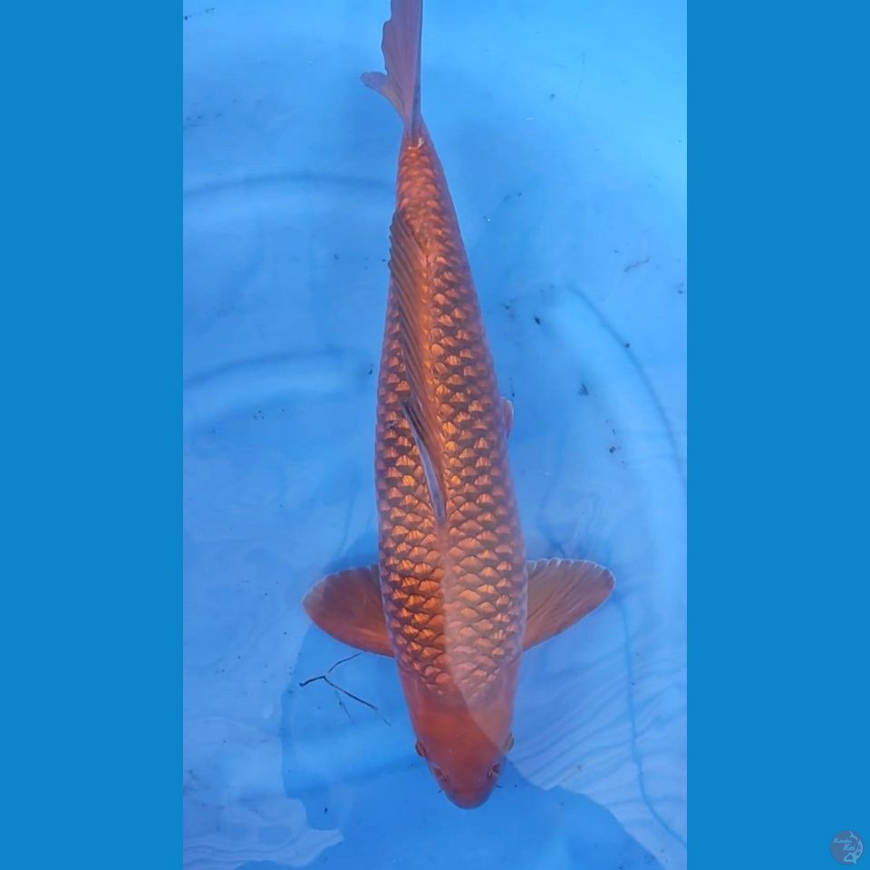Ginrin Chagoi Tembaga 57cm Jantan