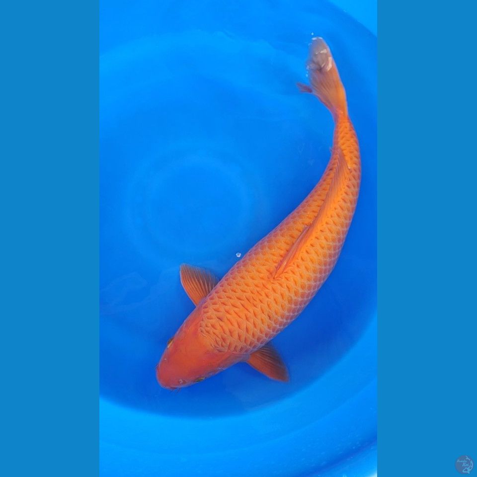 Caramel 57cm Betina