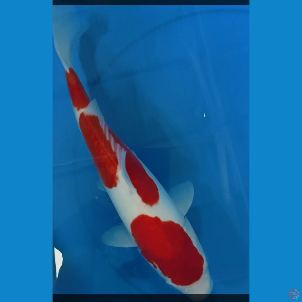 kuhaku 36 cm doitsu