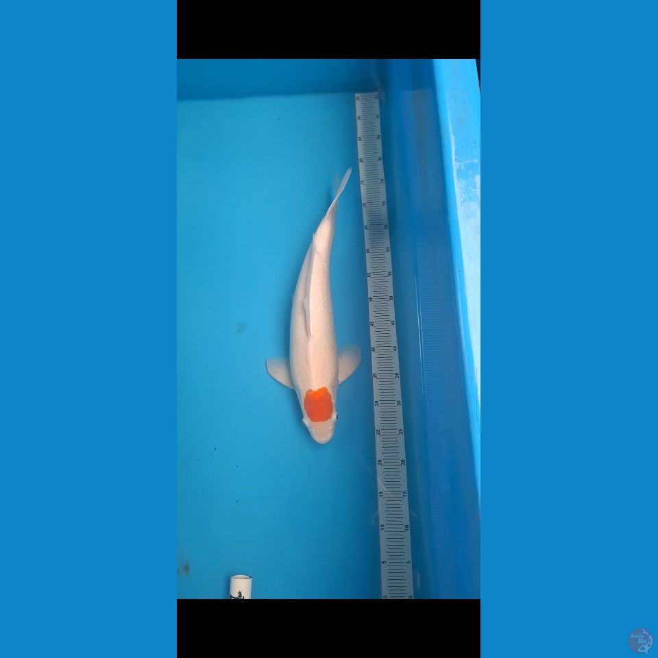 Tancho 52 cm serti Marusei Koi Farm