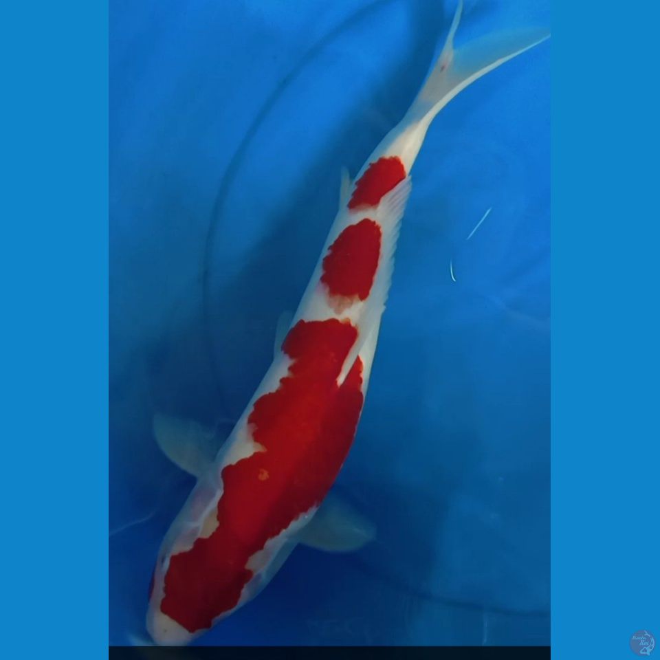 kuhaku M 43 cm