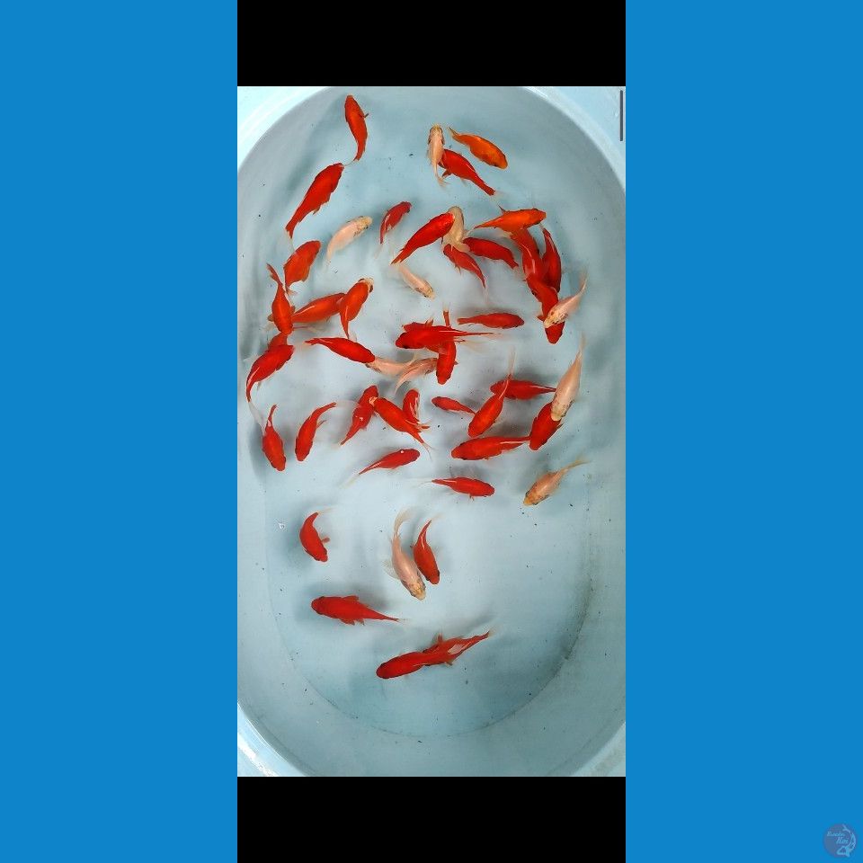 50EKOR TAMASABA 6-12CM