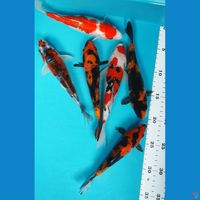 MIX KOI 19-21CM