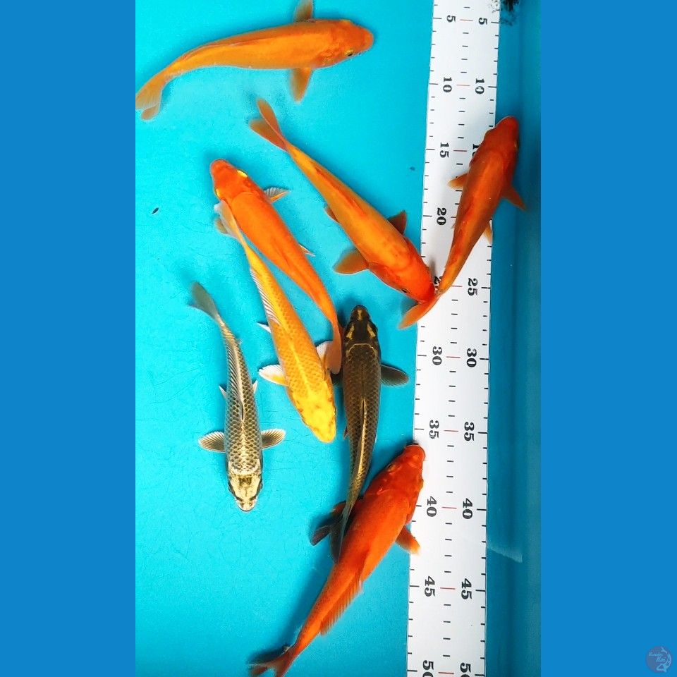 MIX KOI 15-17CM