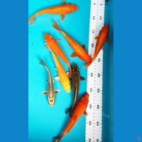 MIX KOI 15-17CM