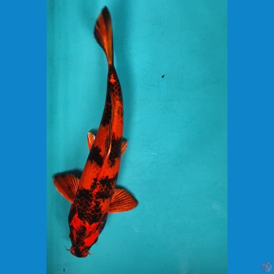 KIN UTSURI 31CM MALE