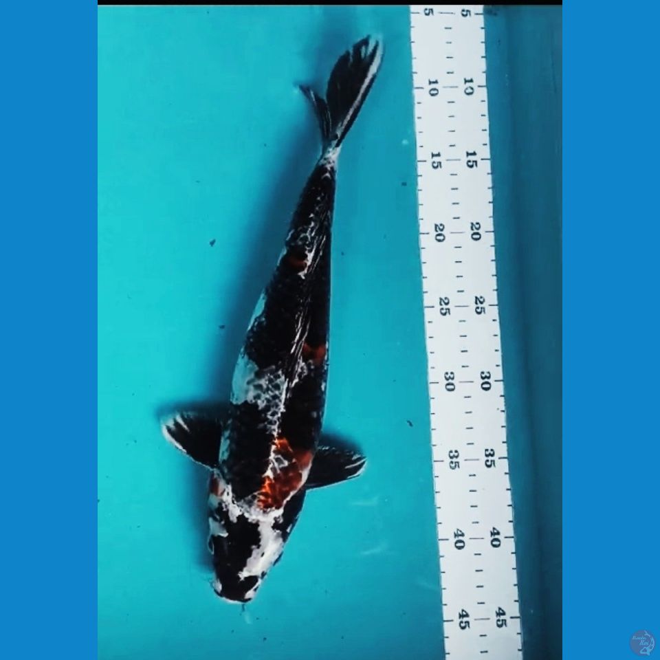 KIN SHOWA 34CM