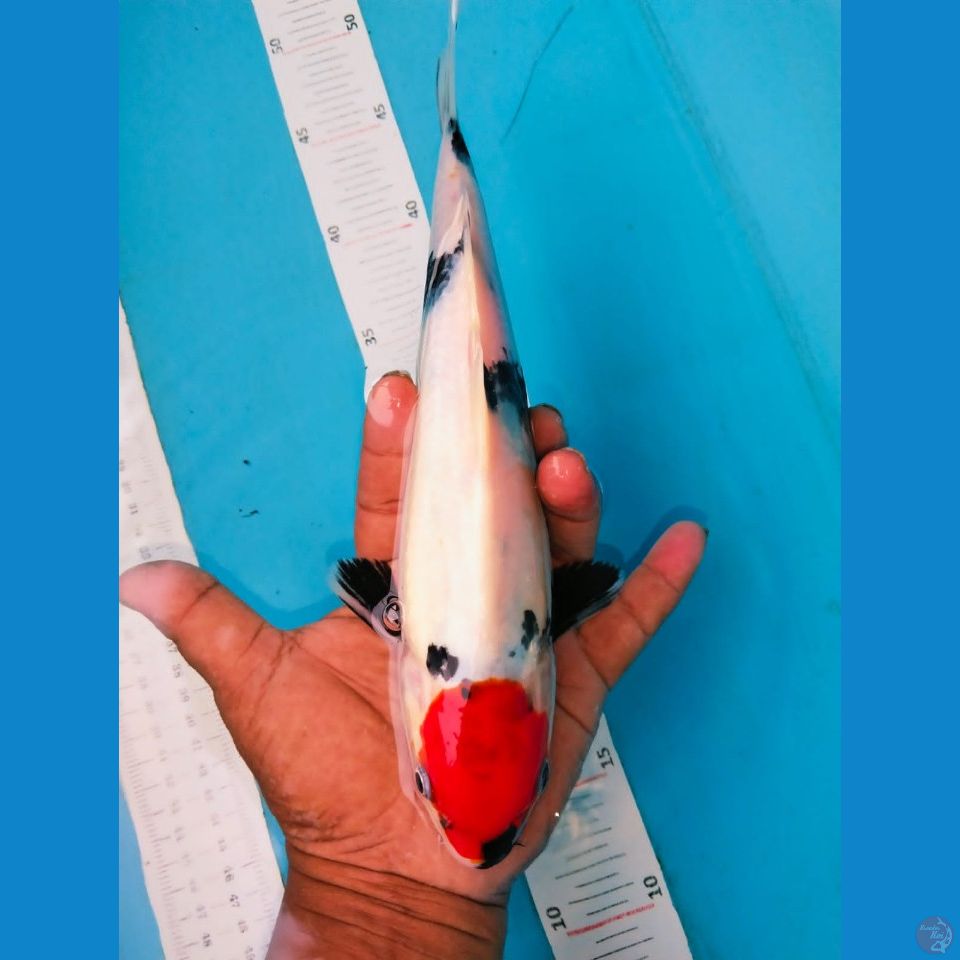 tancho 30cm