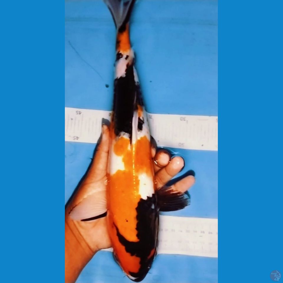 showa 33cm