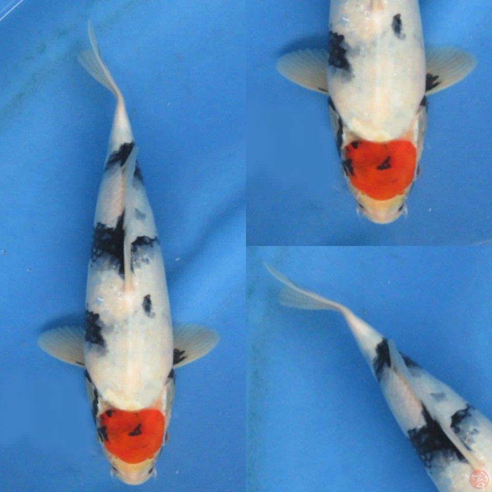 28cm Tategoi 1