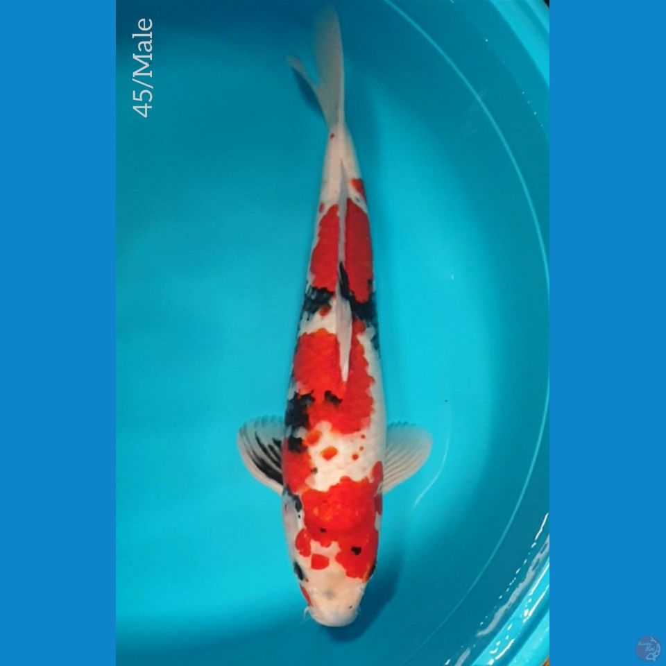 !! Jumbo 45/M ORI Jaminan Sehat Tenan