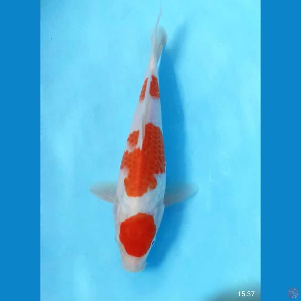 Kohaku 23cm