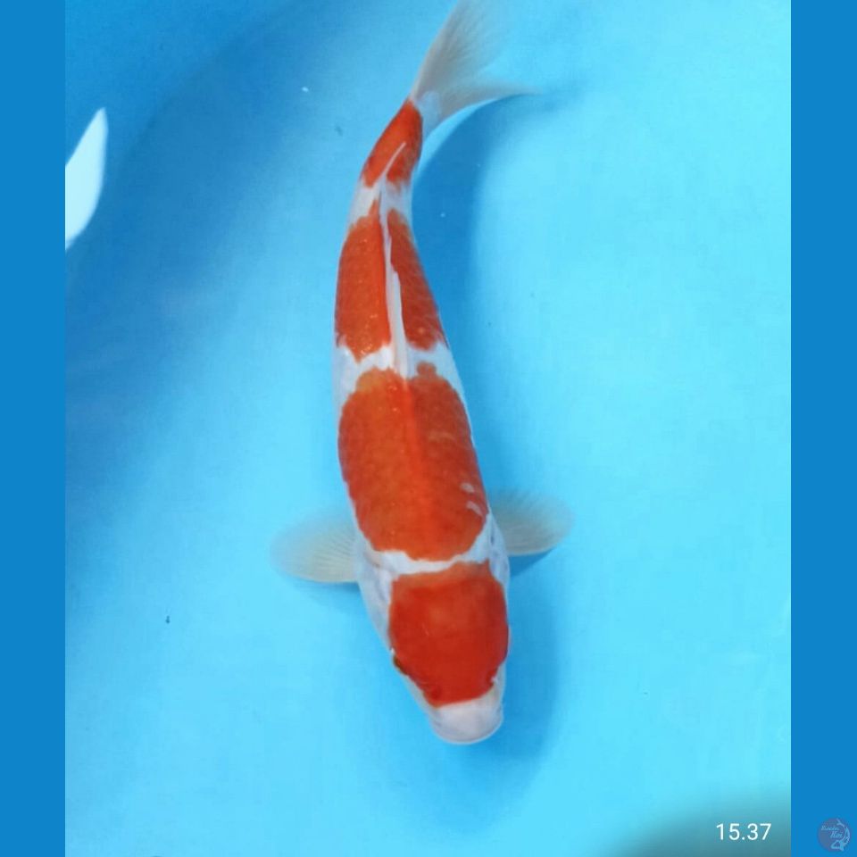 Kohaku 28cm