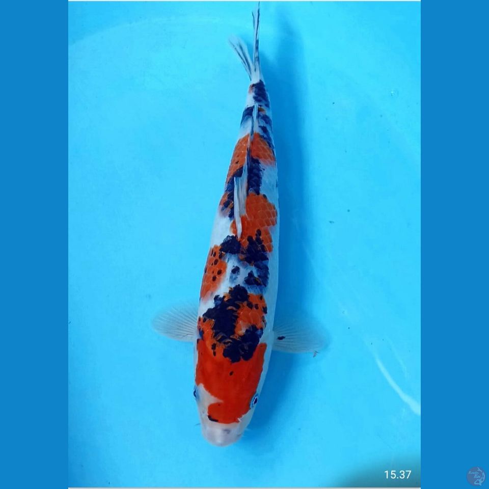Sanke 31cm