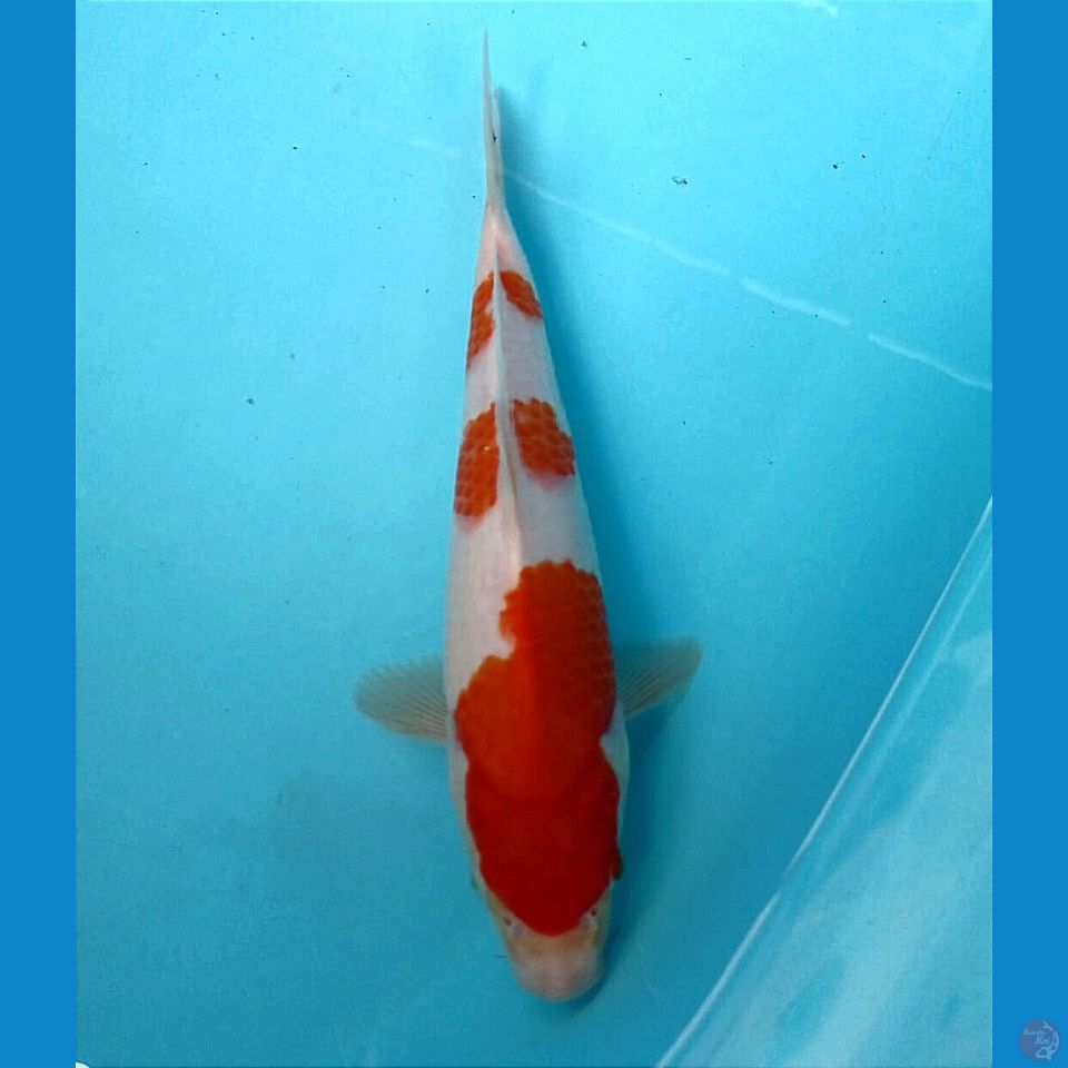 kohaku, 25 cm