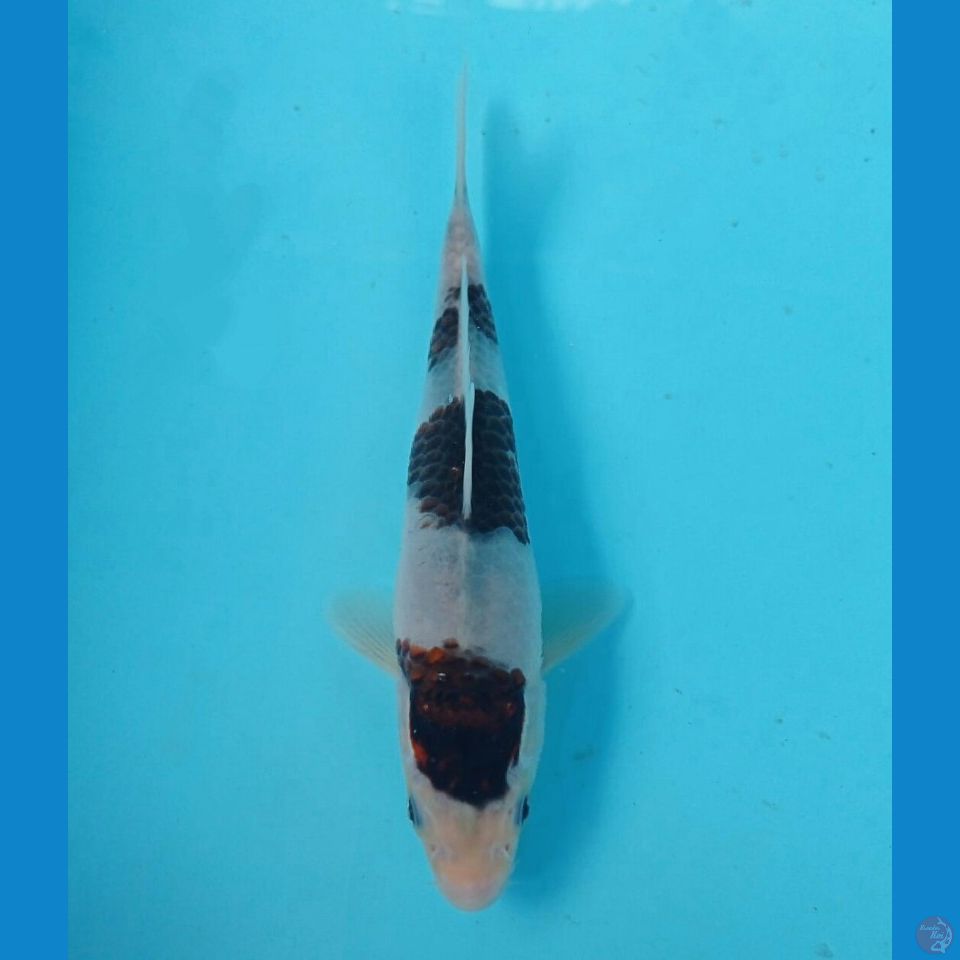 budo goromo, 17 cm