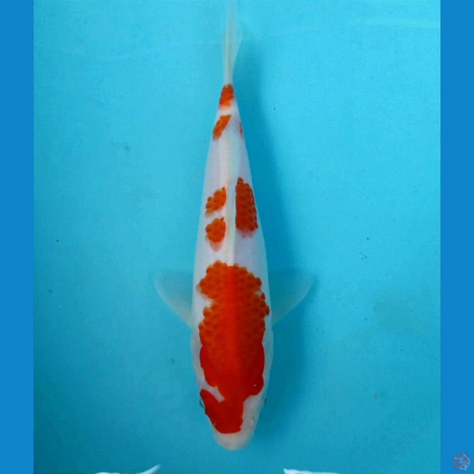 kohaku, 23 cm