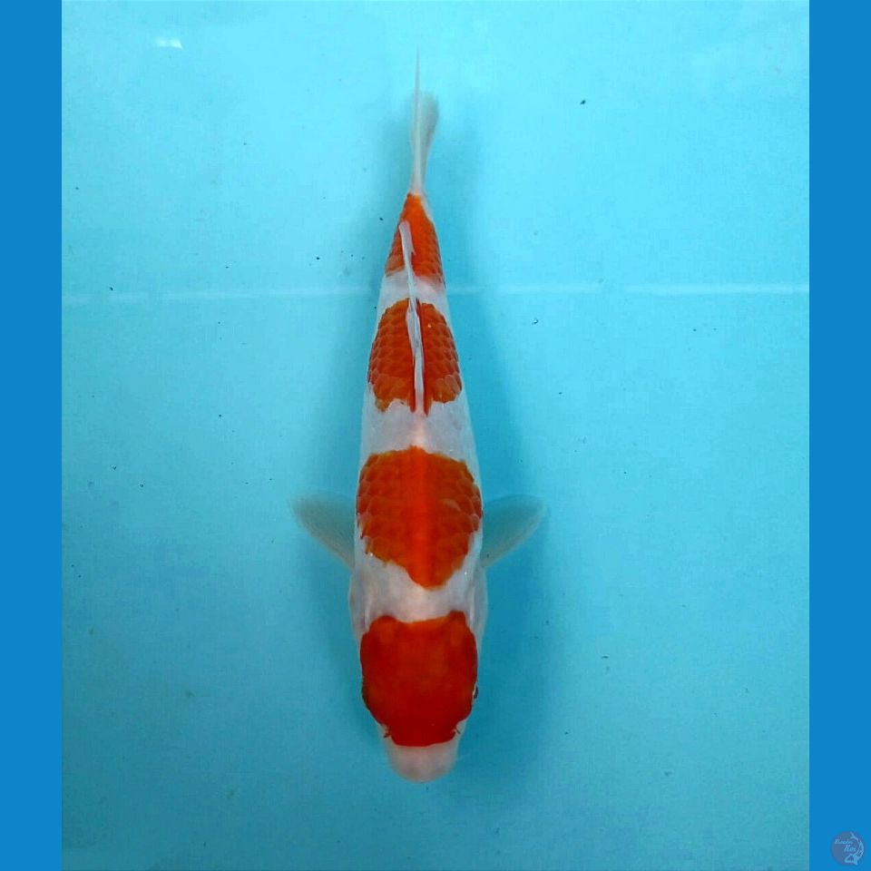 maruten kohaku, 21 cm