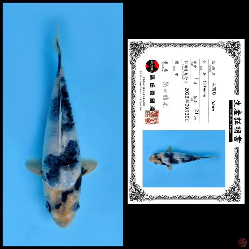 Shinoda Shiro 21cm