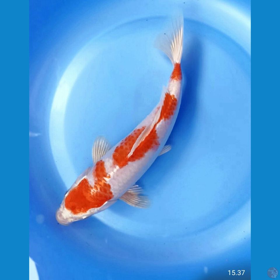 Sakura ogon 26cm