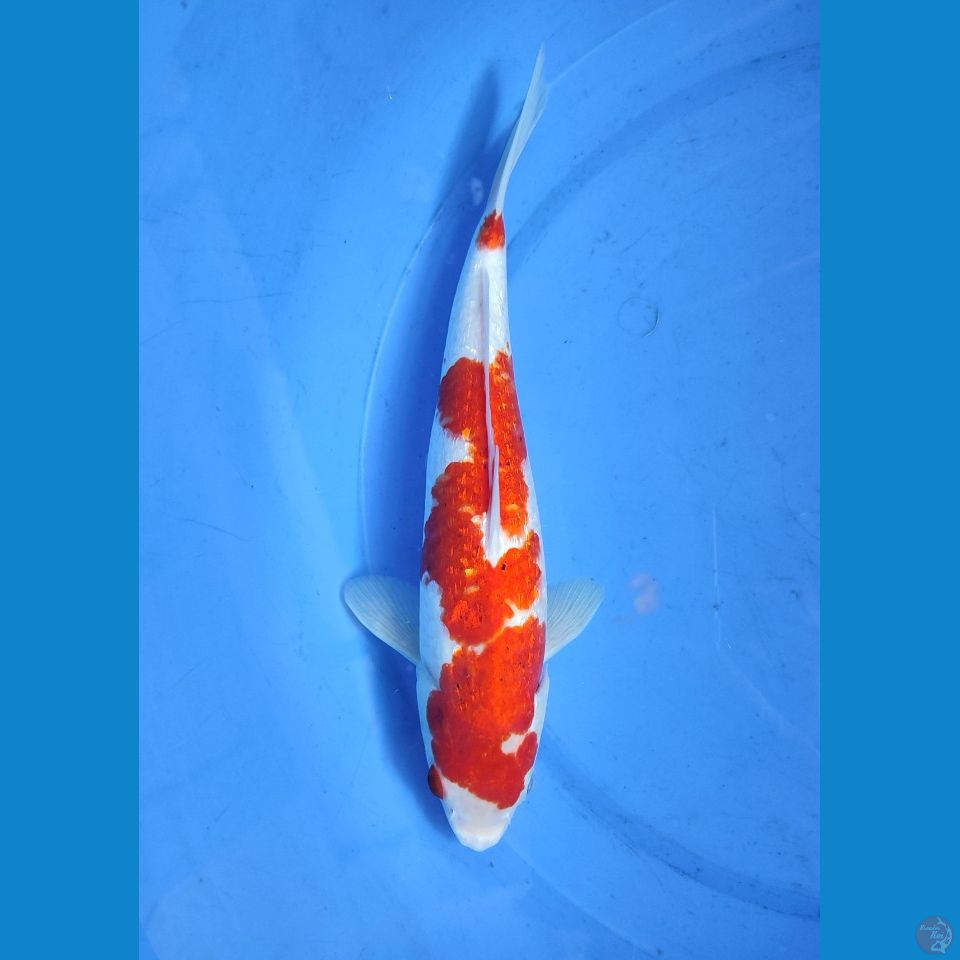 Ai Koromo Ginrin F (34cm)