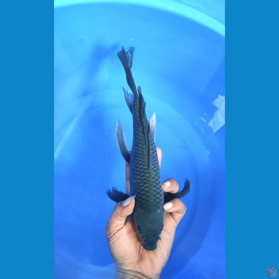 Soraghoi Kumpay M32cm
