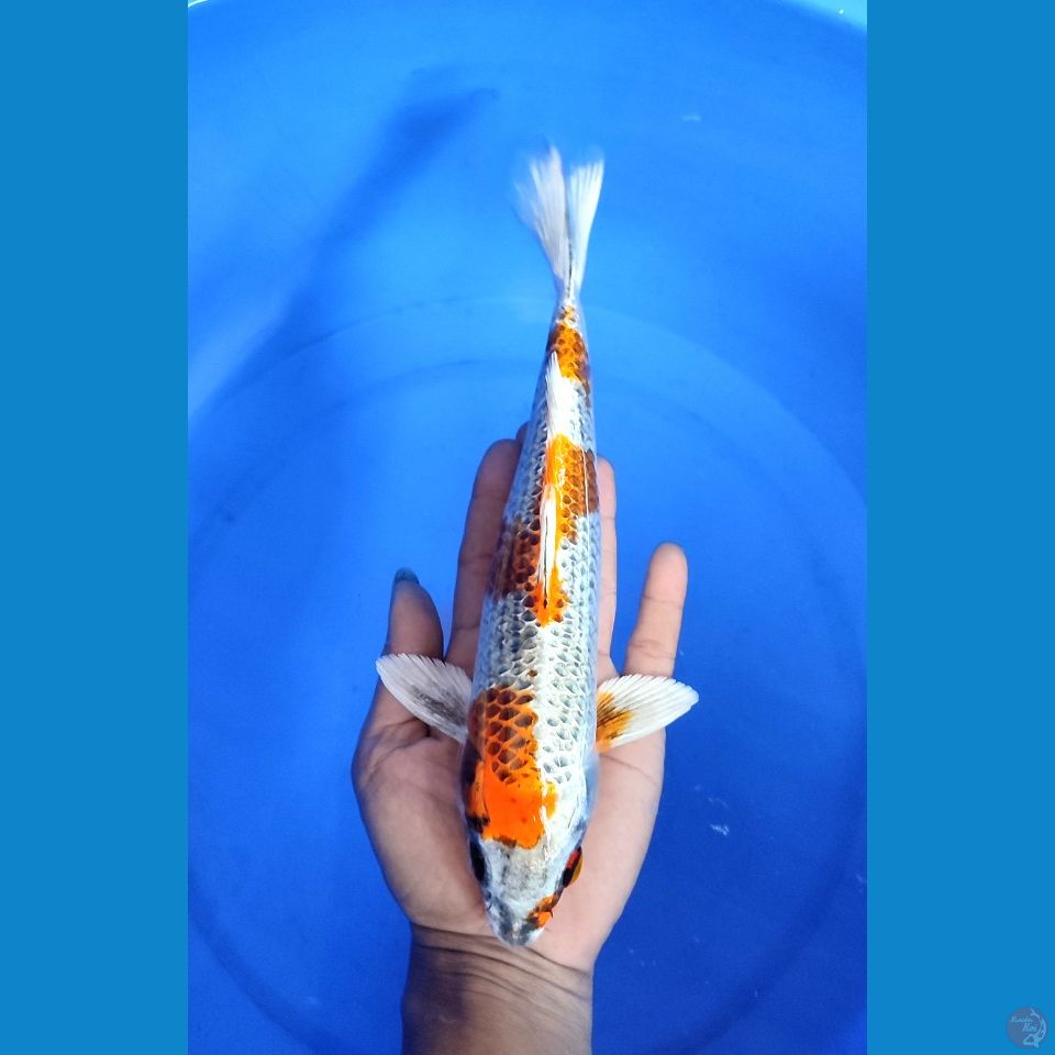 Kujaku Gingga 28cm