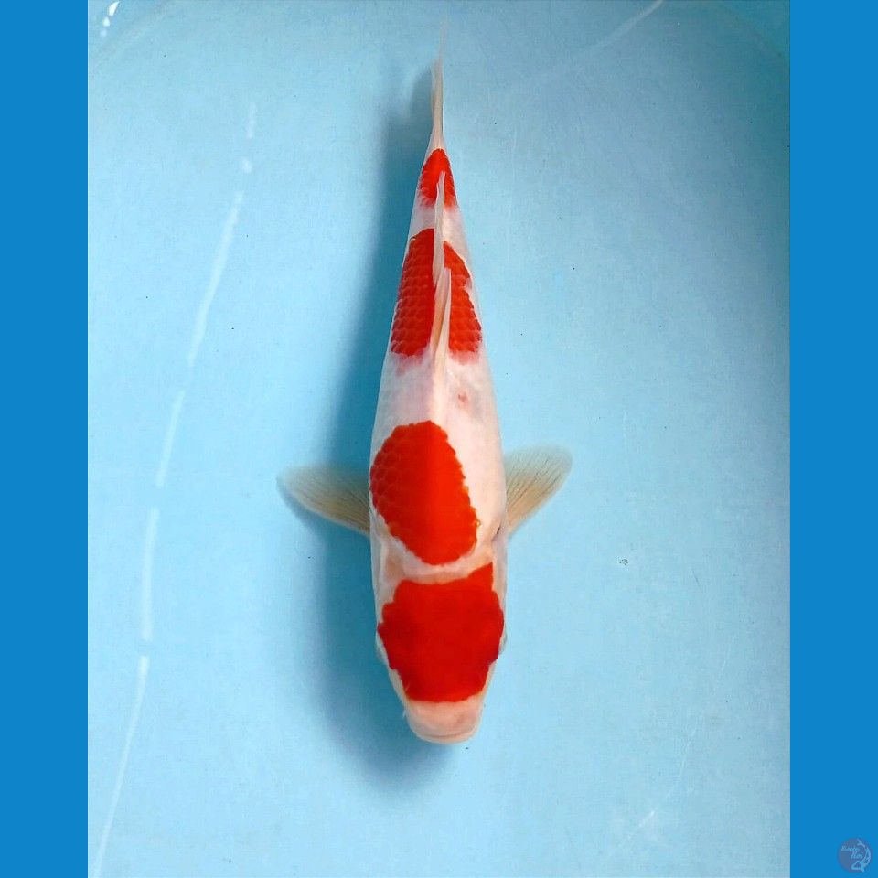 kohaku, 26 cm