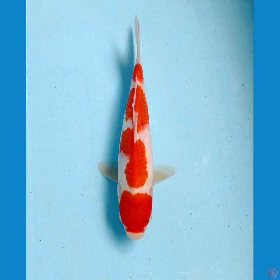 kohaku, 20 cm
